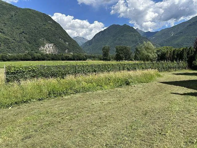 Image 15